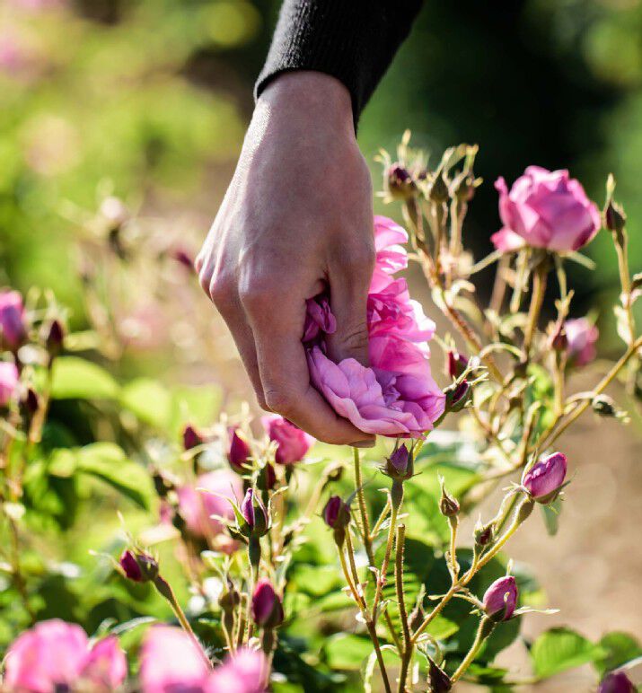 クリアランス直販 DIOR j´adore