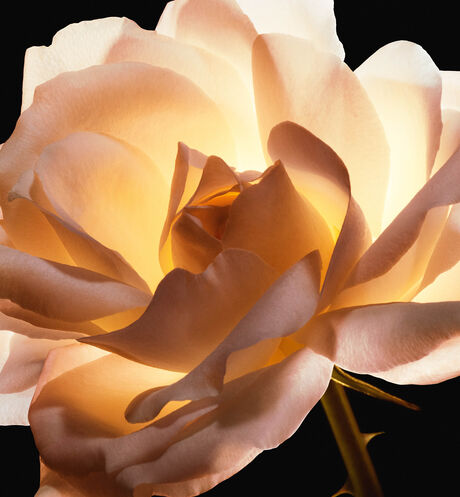 Dior - Dior Prestige La Micro-Huile de Rose Advanced Serum Anti-aging face serum - 6 Open gallery