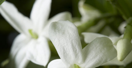 Diorissimo Duhi Zhenskie Aromaty Aromaty Dior
