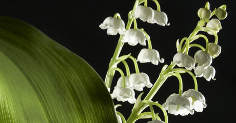 Diorissimo Duhi Zhenskie Aromaty Aromaty Dior